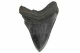 Bargain, Fossil Megalodon Tooth - South Carolina #197044-2